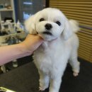 보우동물병원 이미지