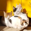 낭만고양이 - 서초구 사평대로20길 58 | 낭만고양이