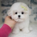 톰퍼피 강아지분양 이미지