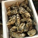 천북굴단지 이미지