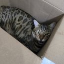 베어킹 | [마곡] 베어킹 스튜디오 후기ㅣ서울 마곡 공방 바스크 치즈케이크 쿠키 원데이 클래스