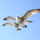 부산갈매기 이미지