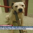 댕댕이와냥이 이미지