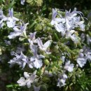 로즈마리 이미지