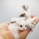 체리쉬펫 이미지