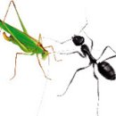 개미와 베짱이 이미지