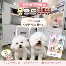 카페93-14 | 포천 애견카페 l 가산면_"몽드드뚜뚜" l 뭉찌&비누 펫부스 '모델샷' 촬영후기