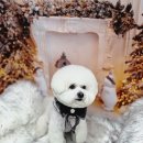 솜사탕 애견미용실 이미지