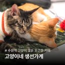 고양이네 생선가게 | 수원역 고양이네 생선가게 후기 | 놀거리 실내 데이트코스 고양이카페