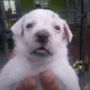 (주)판코르 | 난아직만열여덟살어린이인데너무색시를바라네나한테