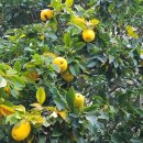 거창군남하면지산보건진료소 | 거창지원 경매2계 2023 타경 727 [임야]