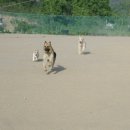 컨트리애견 이미지