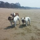 야옹이네 이미지