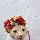 잔다냥 천안점 이미지