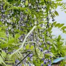 오창초 가좌분교 이미지