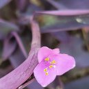 아름다운 자주색달개비, 꽃말이 '변치않는 사랑'이다. 이미지
