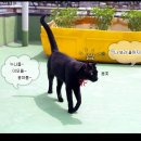 부뚜막고양이