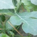 식이네농장 이미지