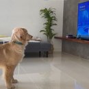 견생공감 이미지