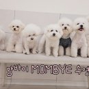 부산애견호텔 강아지유치원 애견미용 맘바이 수영구점 이미지