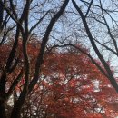 감나무길(태화동) | 초겨울 수봉산 산책길 후기 [감나무, 단풍, 수봉약수터, 그리고 참새들까지 힐링 가득한 하루]