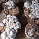 느타리 버섯 원목재배 (펌) 이미지