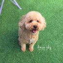 리즈애견미용 이미지