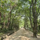 여름의 숲 이미지