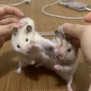 스구식탁 이미지