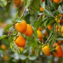 오늘 과일 이미지