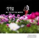 작약정원 이미지