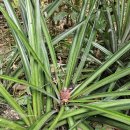 강매농장 이미지