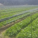 산마늘펜션 이미지