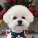 쭈 애견미용 | 진해애견미용 '꽃내음나개'방문 후기