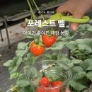 정기농장 | 아이랑 주말 나들이 딸기체험농장 용인 포레스트벨 실내가볼만한곳