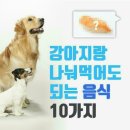 강아지와 함께 먹어도 되는 음식 10가지 이미지