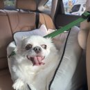 서동 펫스파 이미지