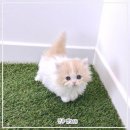 펫365 강아지분양 고양이분양 전주백제로점 이미지