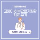 봄동물병원 | 고양이 소변못봄, 배뇨실수 / 하부요로기질환 치료 후기 [스마트동물병원 신사]