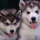 방주동물병원 이미지