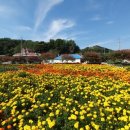 서부면 수룡동마을회관 | 충남 홍성 가을여행 코스 국화축제 대신 남당리 대하축제-수룡동 국화꽃 마을 가을꽃하늘 넘예뻐요