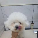 마미몽 펫샵 이미지