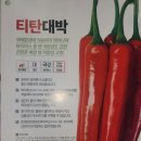 대근농장 | [공지] 🌶 25년 고추 모종 예약 판매! 🌟 믿을 수 있는 이웃사촌육묘장과 함께하세요!