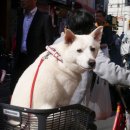 안녕댕댕이 이미지