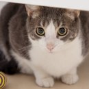 디디그루밍 이미지