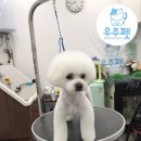 앨리스 펫 살롱 이미지