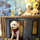 더슈나애견펜션 이미지