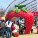 금산어린이공원 | 충남 축제 일정 2026 동백꽃 주꾸미 축제 금산 보곡산골 산벚꽃 축제 논산 딸기 축제