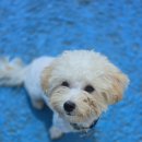 반려마루 화성 이미지