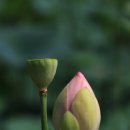 연꽃이야기 이미지